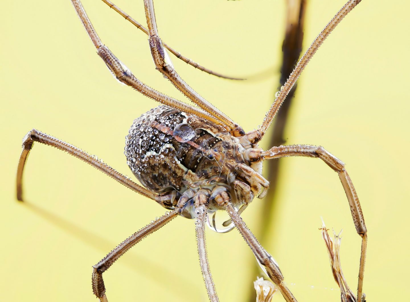 Metaphalangium cirtanum - Phalangiidae